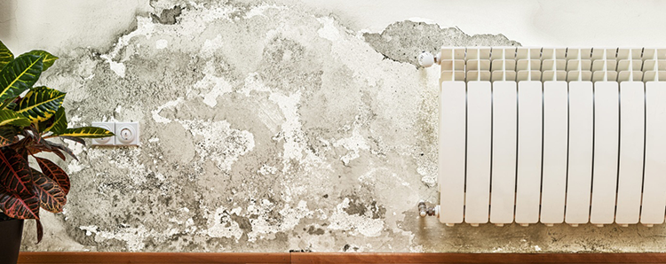 Páramentesítő klímával a nem kívánt penész ellen