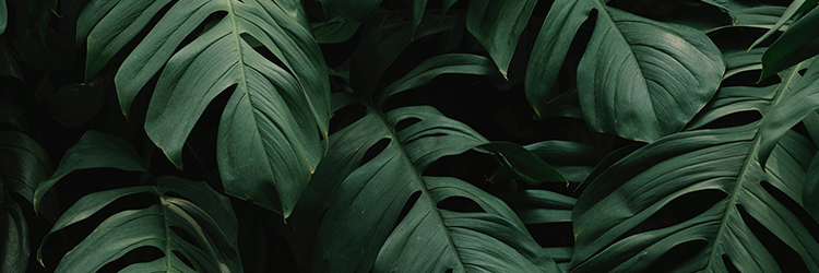 páramentesítő készülék a tiszta levegőért